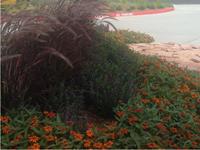 Past Landscaping Projects
